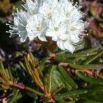 Ledum palustre flower